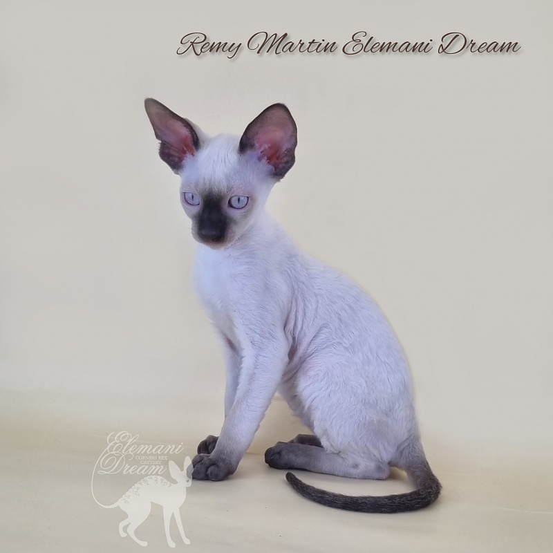 Remy Martin Elemani Dream - Kitten cornish rex 2 months 3 weeks