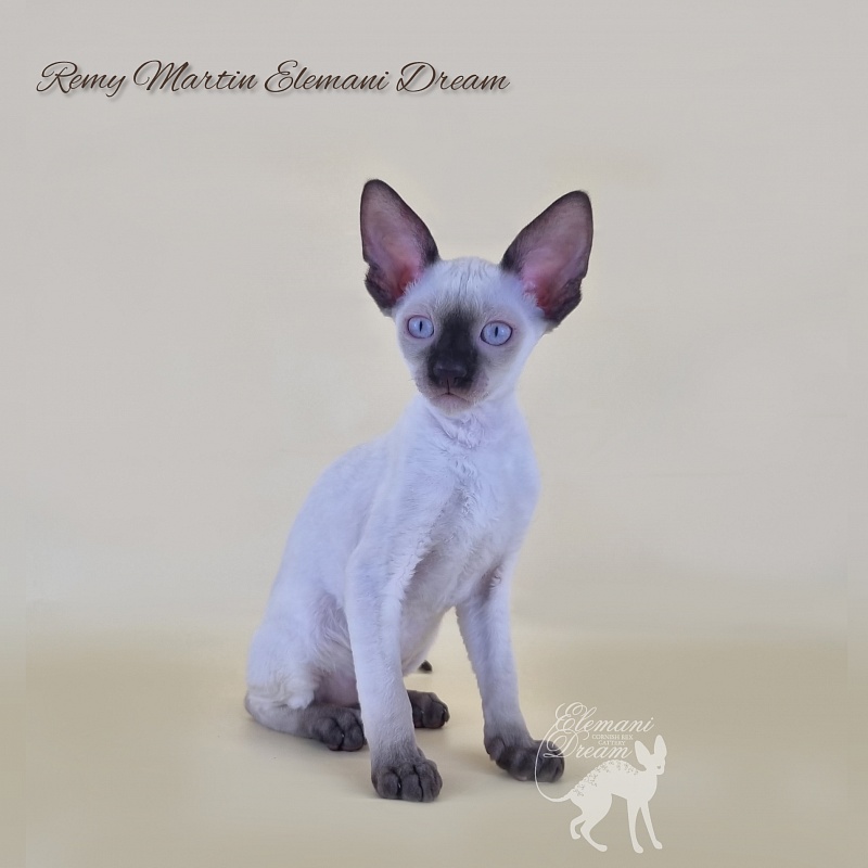 Remy Martin Elemani Dream - Kitten cornish rex 2 months 3 weeks