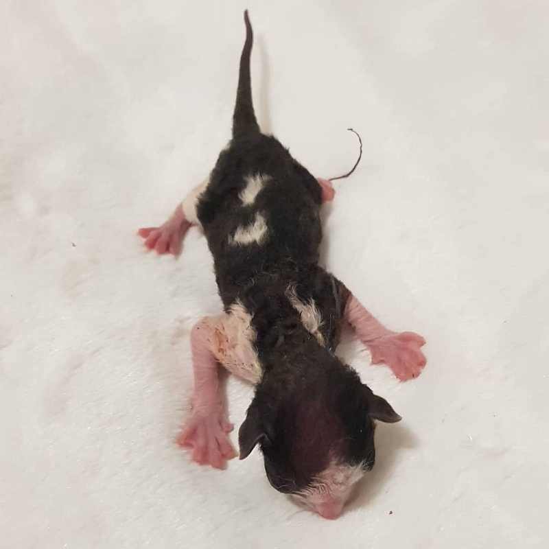 Rockefeller Elemani Dream - Kitten cornish rex