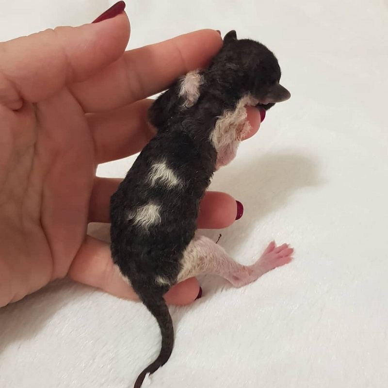 Rockefeller Elemani Dream - Kitten cornish rex