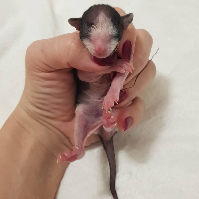 Rockefeller Elemani Dream - Kitten cornish rex