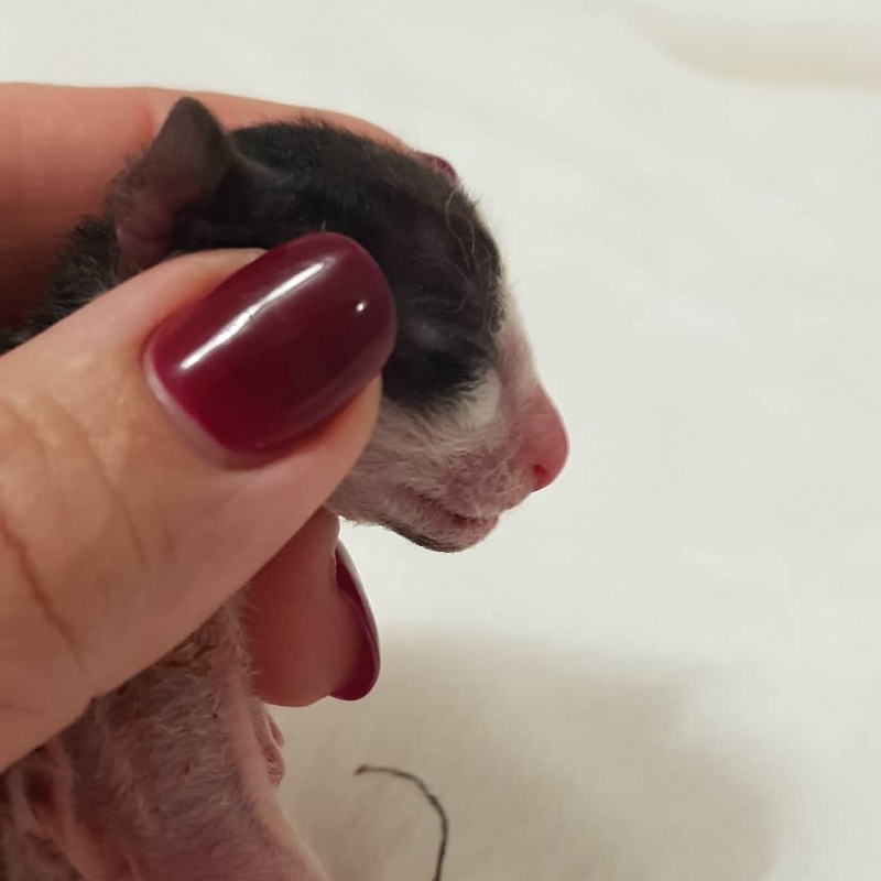 Rockefeller Elemani Dream - Kitten cornish rex