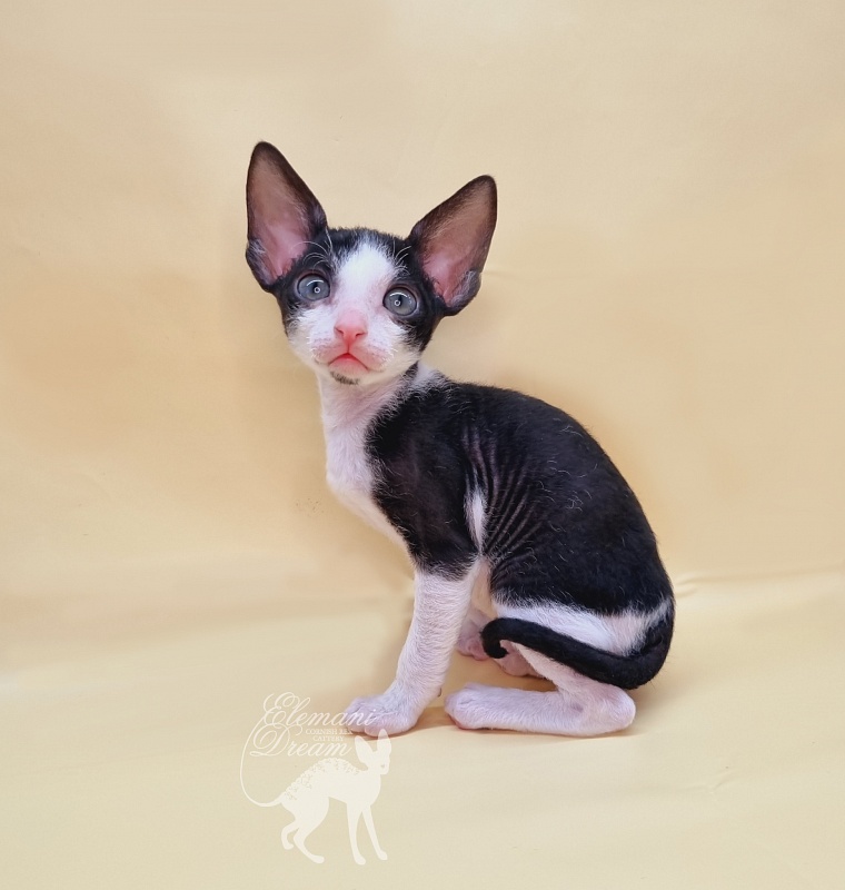 Rockefeller Elemani Dream - Kitten cornish rex 1 month 1.5 week