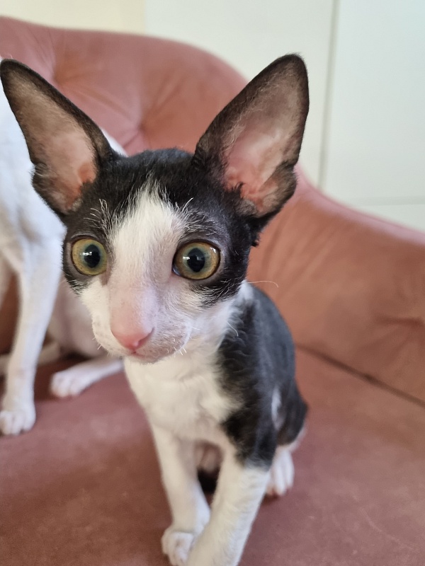 Rockefeller Elemani Dream - Kitten cornish rex 2 months 0.5 weeks