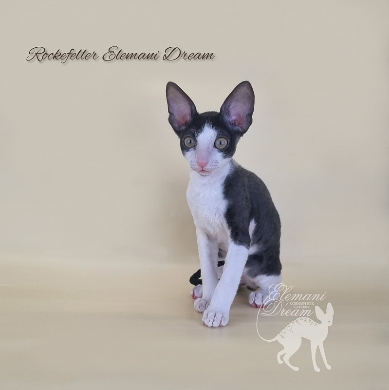Rockefeller Elemani Dream - Kitten cornish rex 2 months 3 weeks