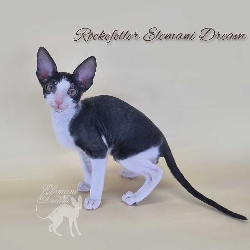 Rockefeller Elemani Dream - Kitten cornish rex 2 months 3 weeks