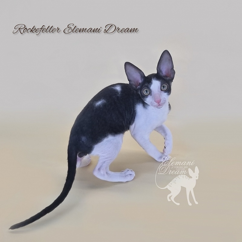Rockefeller Elemani Dream - Kitten cornish rex 2 months 3 weeks