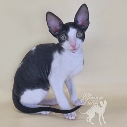 Rockefeller Elemani Dream