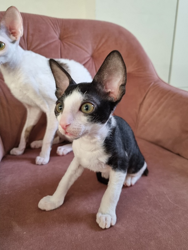 Rockefeller Elemani Dream - Kitten cornish rex 2 months 0.5 weeks