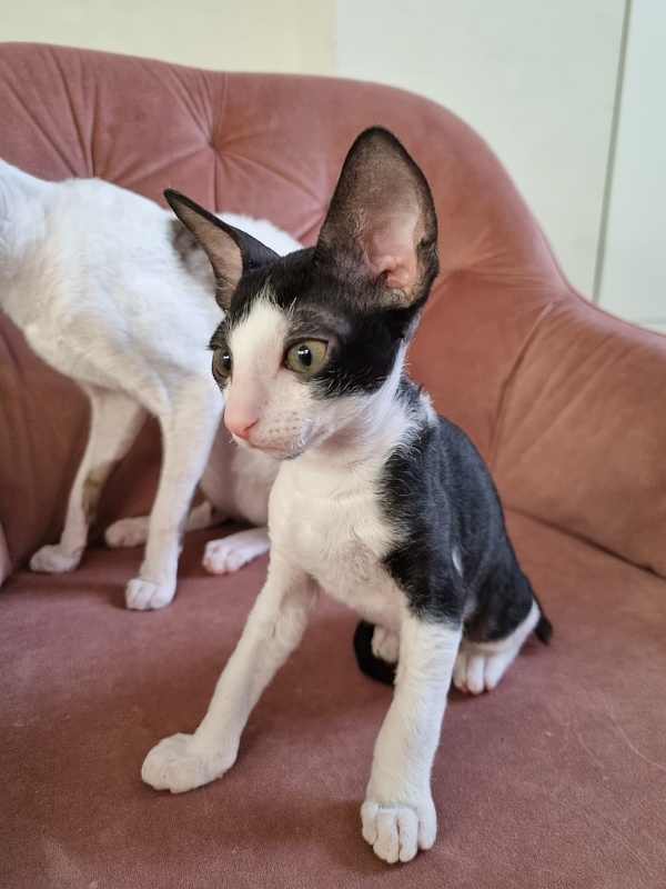 Rockefeller Elemani Dream - Kitten cornish rex 2 months 0.5 weeks