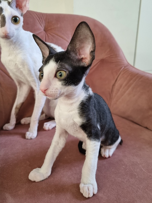 Rockefeller Elemani Dream - Kitten cornish rex 2 months 0.5 weeks