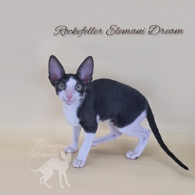 Rockefeller Elemani Dream - Kitten cornish rex 2 months 3 weeks