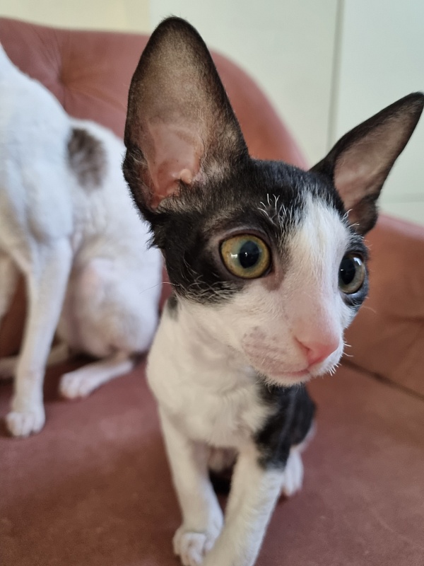 Rockefeller Elemani Dream - Kitten cornish rex 2 months 0.5 weeks