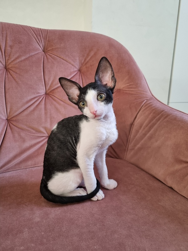 Rockefeller Elemani Dream - Kitten cornish rex 2 months 0.5 weeks