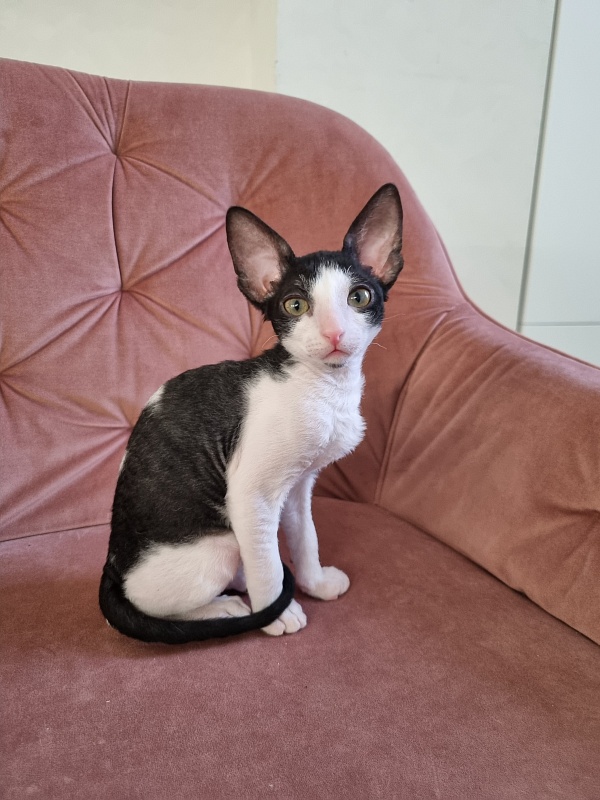 Rockefeller Elemani Dream - Kitten cornish rex 2 months 0.5 weeks