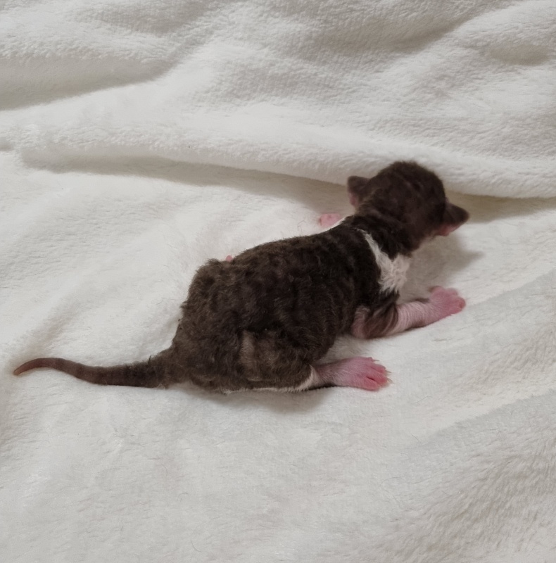 Snickers Elemani Dream - Kitten cornish rex
