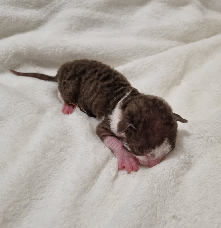 Snickers Elemani Dream - Kitten cornish rex