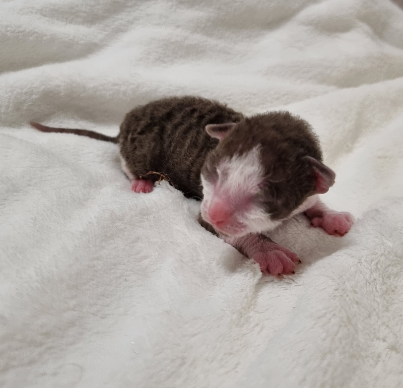 Snickers Elemani Dream - Kitten cornish rex