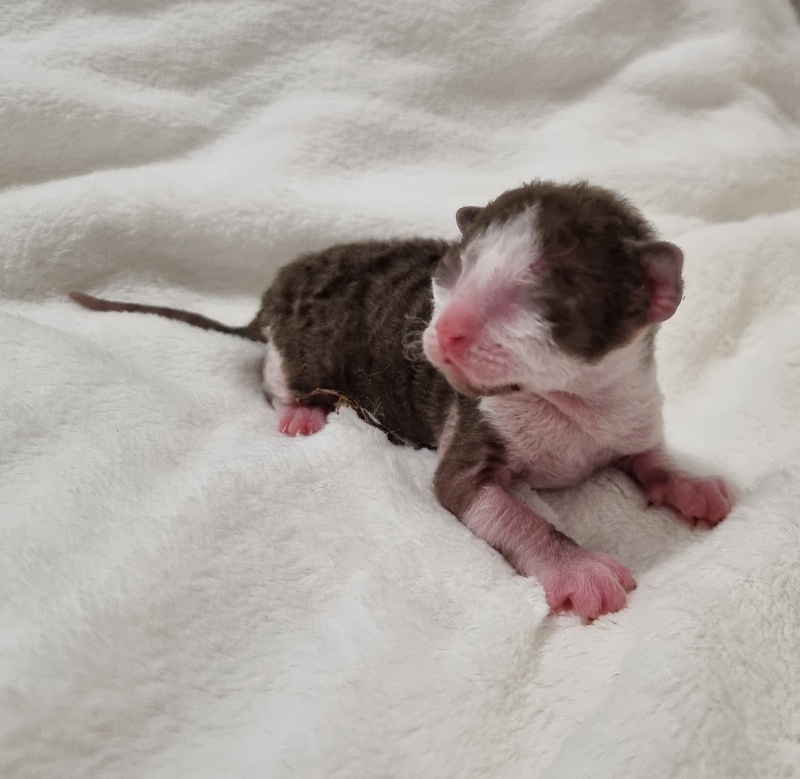Snickers Elemani Dream - Kitten cornish rex