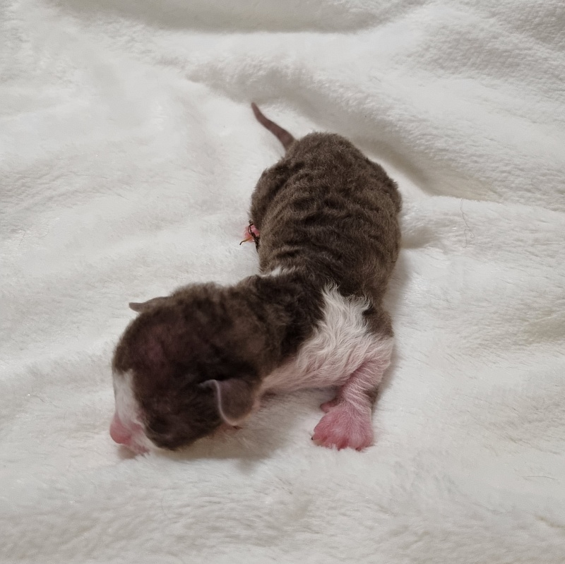 Snickers Elemani Dream - Kitten cornish rex