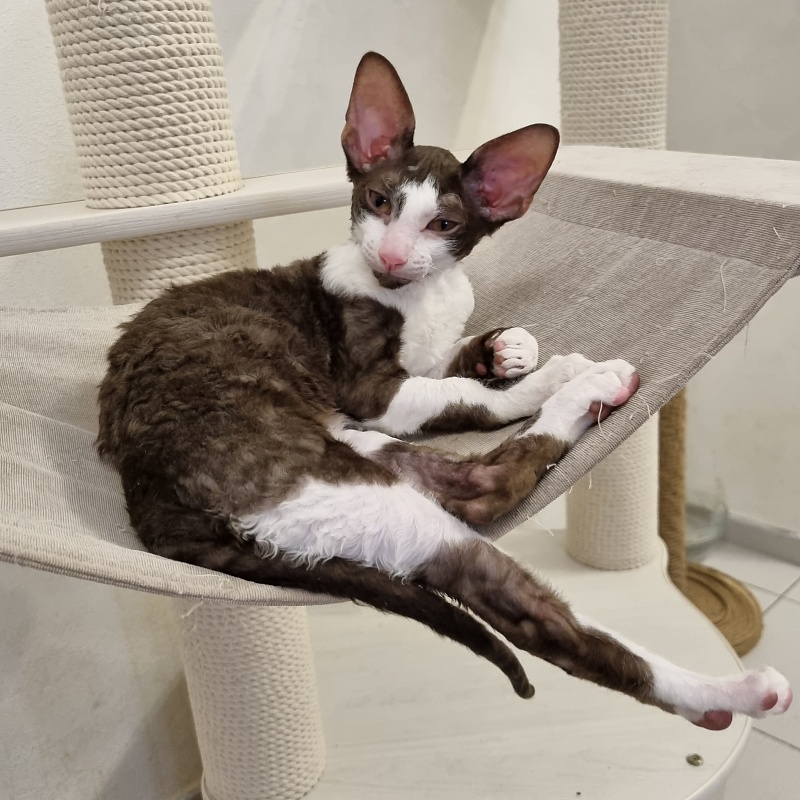 Snickers Elemani Dream - Kitten cornish rex 3 months 1 week