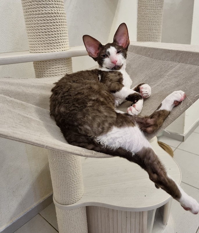 Snickers Elemani Dream - Kitten cornish rex 3 months 1 week