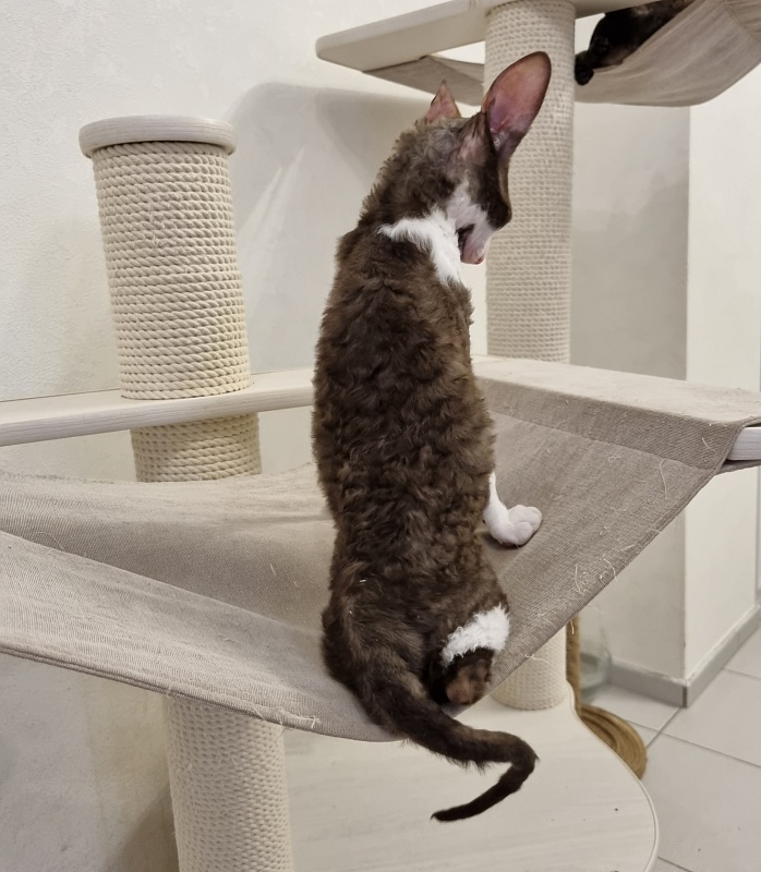 Snickers Elemani Dream - Kitten cornish rex 3 months 1 week