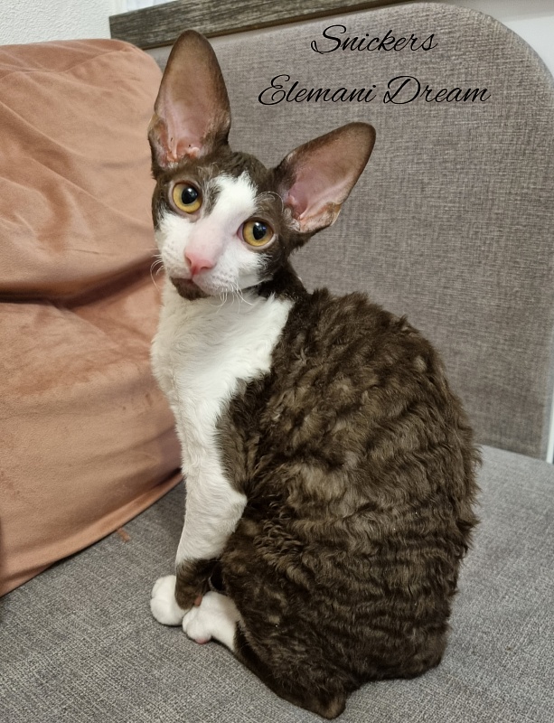Snickers Elemani Dream - Kitten cornish rex 3 months 2 weeks
