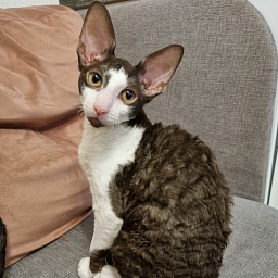 Snickers Elemani Dream