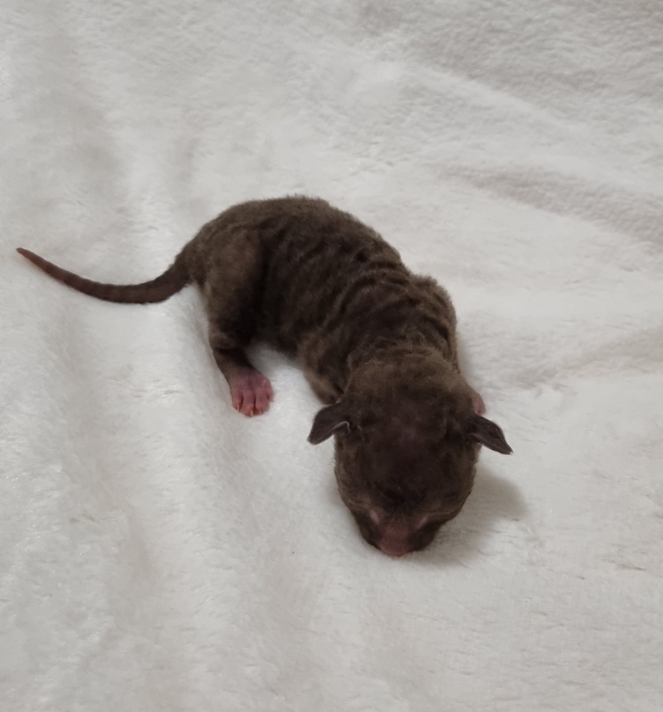 Shogetten Elemani Dream - Kitten cornish rex