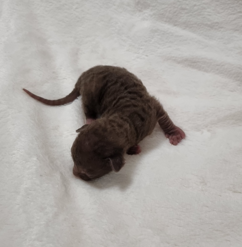 Shogetten Elemani Dream - Kitten cornish rex