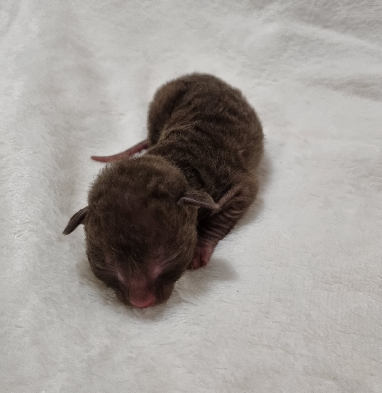 Shogetten Elemani Dream - Kitten cornish rex