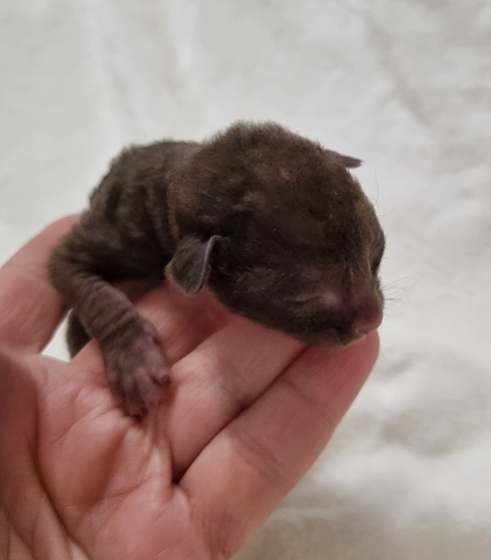 Shogetten Elemani Dream - Kitten cornish rex