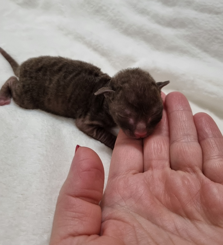 Shogetten Elemani Dream - Kitten cornish rex