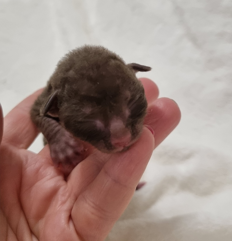 Shogetten Elemani Dream - Kitten cornish rex