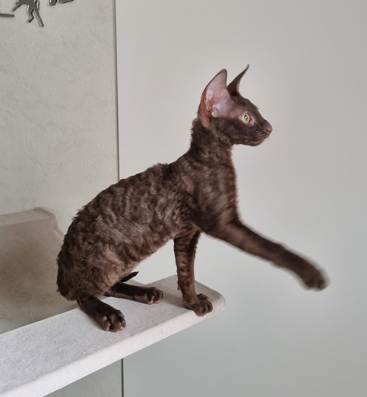 Shogetten Elemani Dream - Kitten cornish rex 3 months 1 week