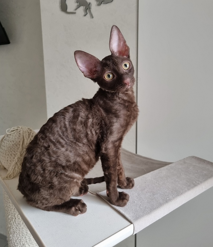 Shogetten Elemani Dream - Kitten cornish rex 3 months 1 week