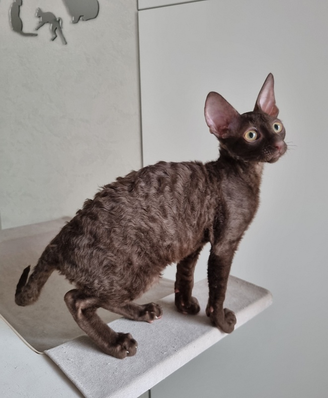 Shogetten Elemani Dream - Kitten cornish rex 3 months 1 week
