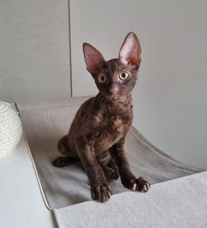 Shogetten Elemani Dream - Kitten cornish rex 3 months 1 week