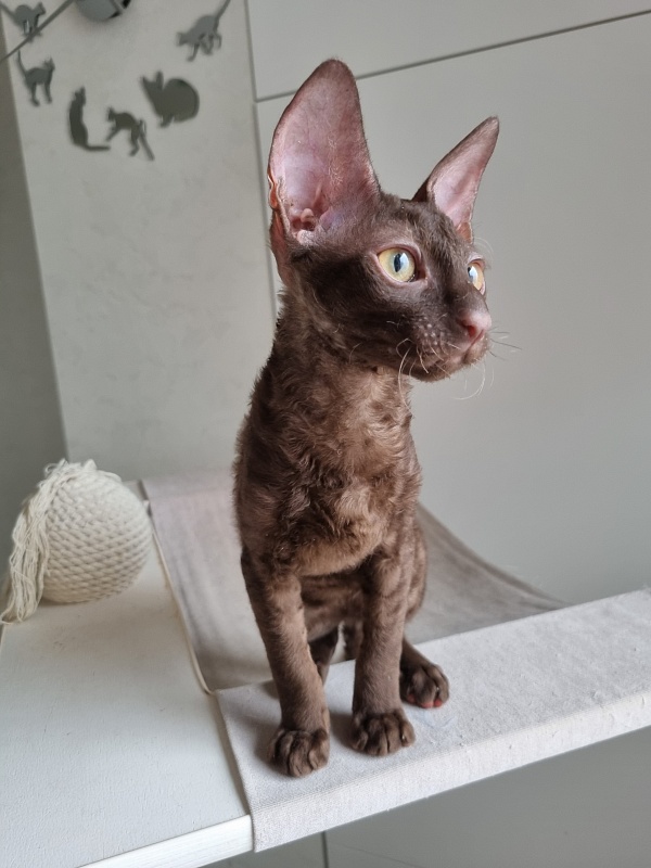 Shogetten Elemani Dream - Kitten cornish rex 3 months 1 week