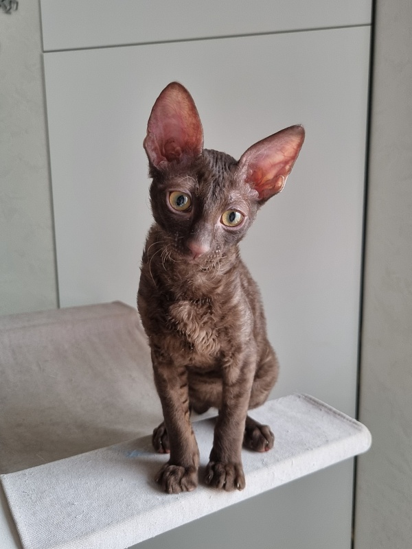 Shogetten Elemani Dream - Kitten cornish rex 3 months 1 week