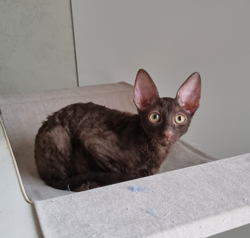 Shogetten Elemani Dream - Kitten cornish rex 3 months 1 week