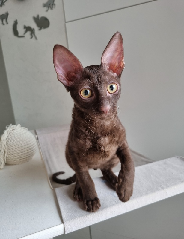 Shogetten Elemani Dream - Kitten cornish rex 3 months 1 week