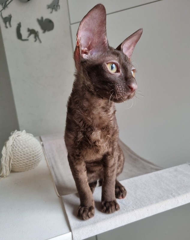 Shogetten Elemani Dream - Kitten cornish rex 3 months 1 week