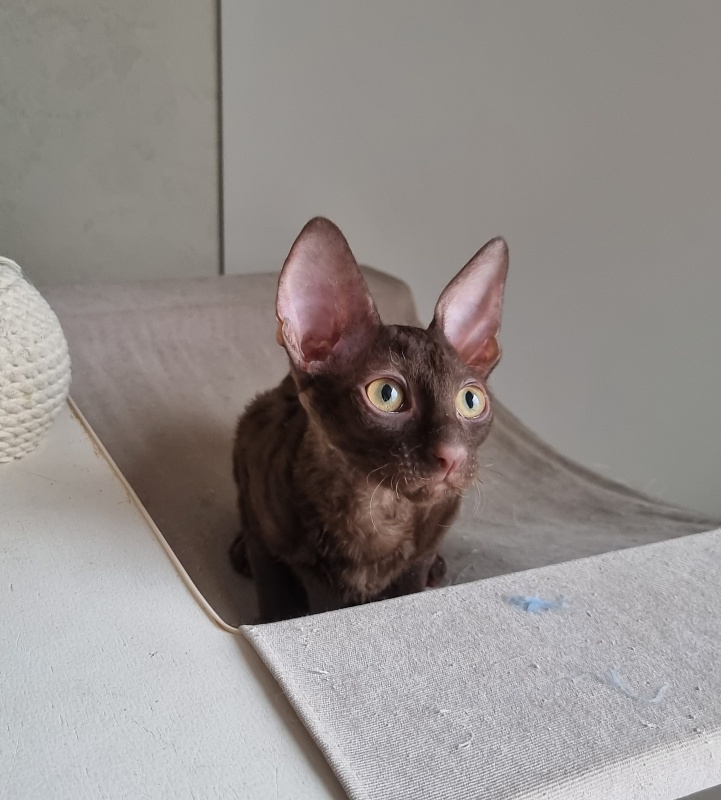 Shogetten Elemani Dream - Kitten cornish rex 3 months 1 week