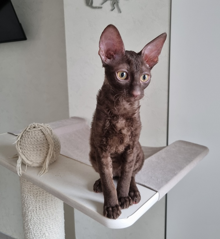 Shogetten Elemani Dream - Kitten cornish rex 3 months 1 week