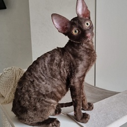 Shogetten Elemani Dream