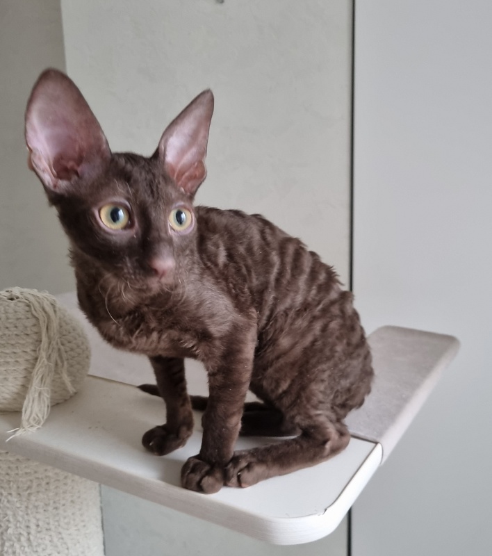 Shogetten Elemani Dream - Kitten cornish rex 3 months 1 week