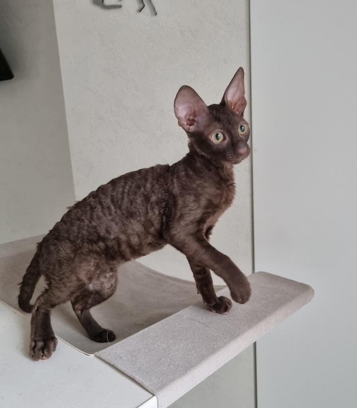 Shogetten Elemani Dream - Kitten cornish rex 3 months 1 week