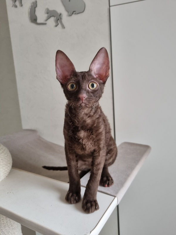 Shogetten Elemani Dream - Kitten cornish rex 3 months 1 week